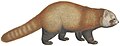 Original PD image of a modern red panda