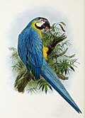 Original PD image of a modern Ara ararauna